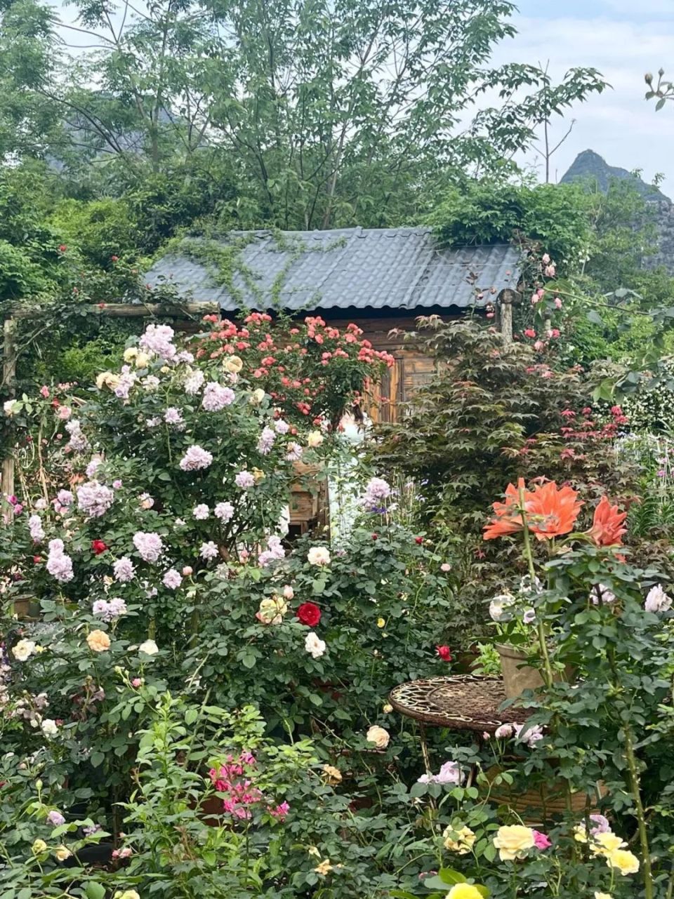 桂林可以期待一个世界级的花海吗?