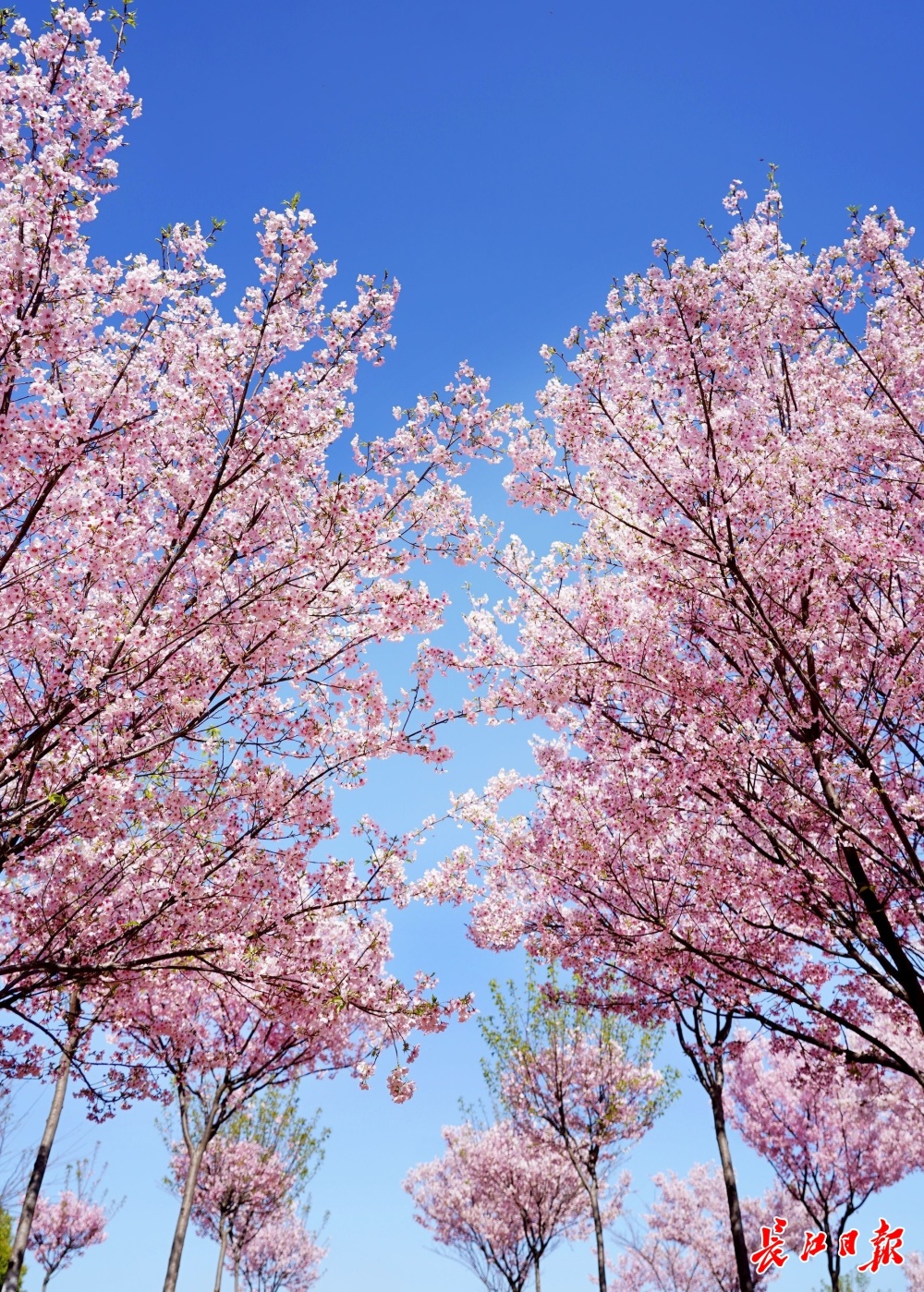 一波美图带你欣赏阳光樱_腾讯新闻