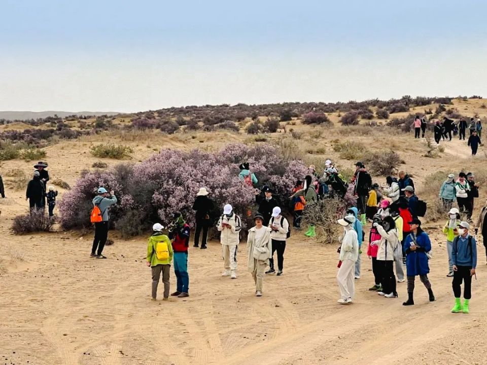 假期三天,全盟4家重点景区(定远营古城旅游区,通湖草原旅游区,巴