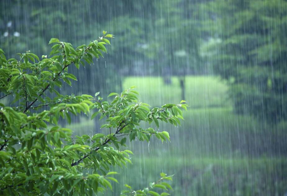 夏天的雨照片图片