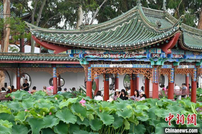 近日,云南省昆明市大观公园内荷花初放,吸引不少游客前