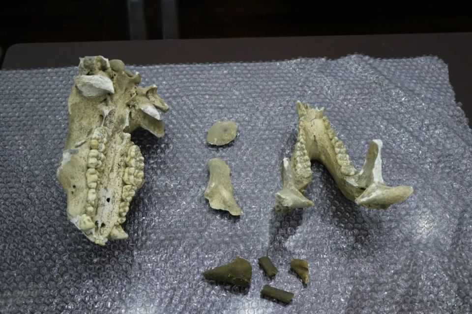 完整度国内罕见!汉中发现大熊猫化石