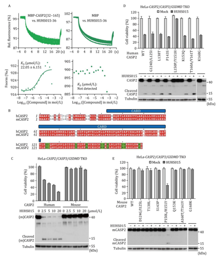 protein & cell | 邵峰实验室揭示caspase-2介导的细胞死亡之谜:从内