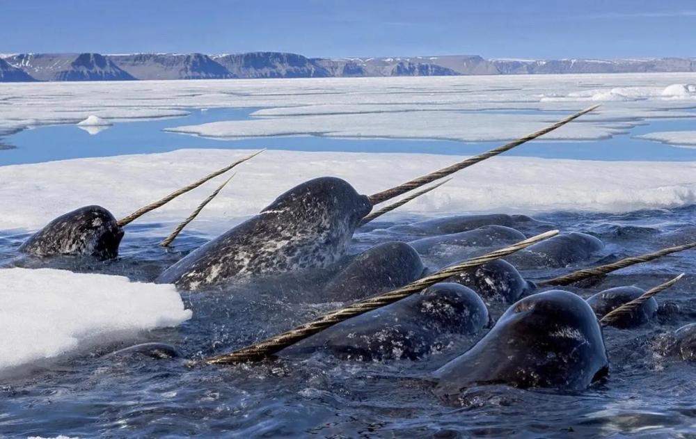 独角鲸喜欢群居,大约十头一小群生活在一起,因此有人提出,雄鲸依靠它