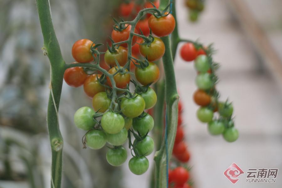 产业兴农看大理 | 一颗弥渡"智慧"樱桃番茄闯市场