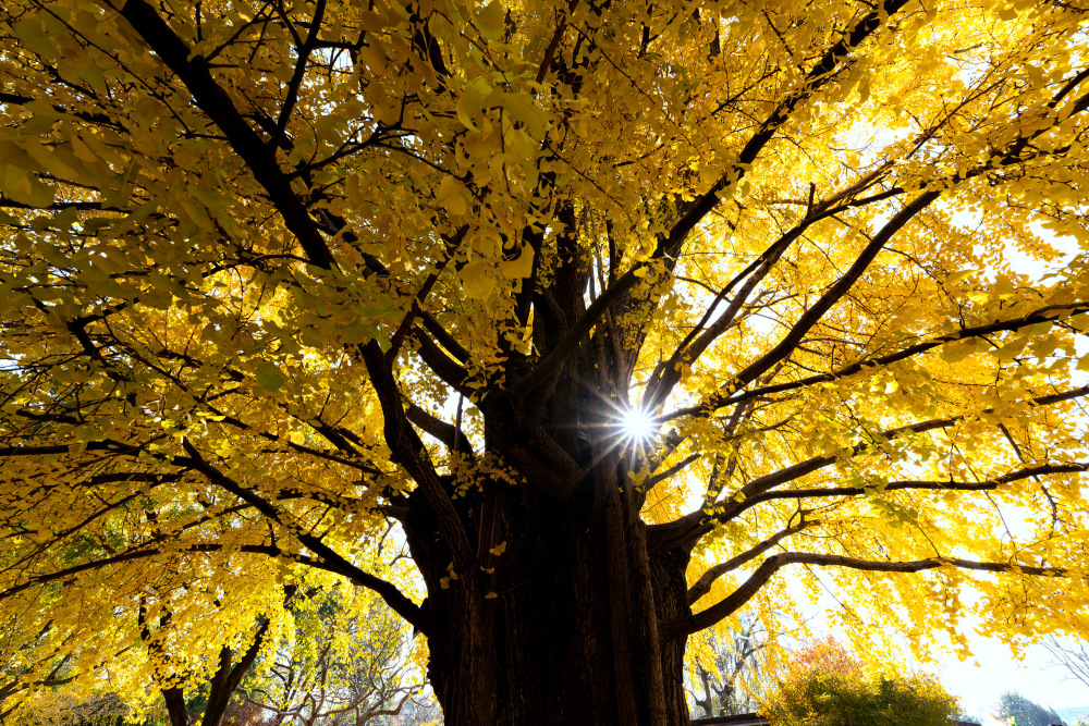 上海千年银杏进入最佳观赏期