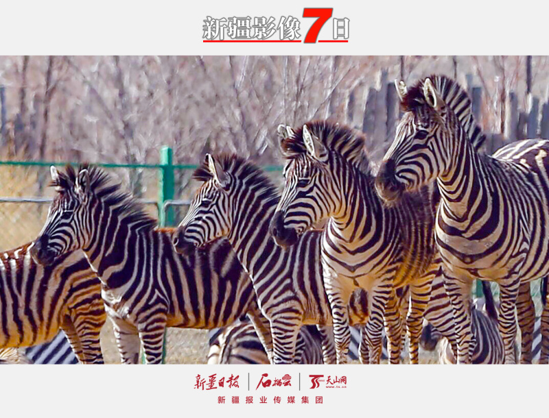 新疆天山野生动物园是乌鲁木齐市新十景之一,位于达坂城区,距市中心40
