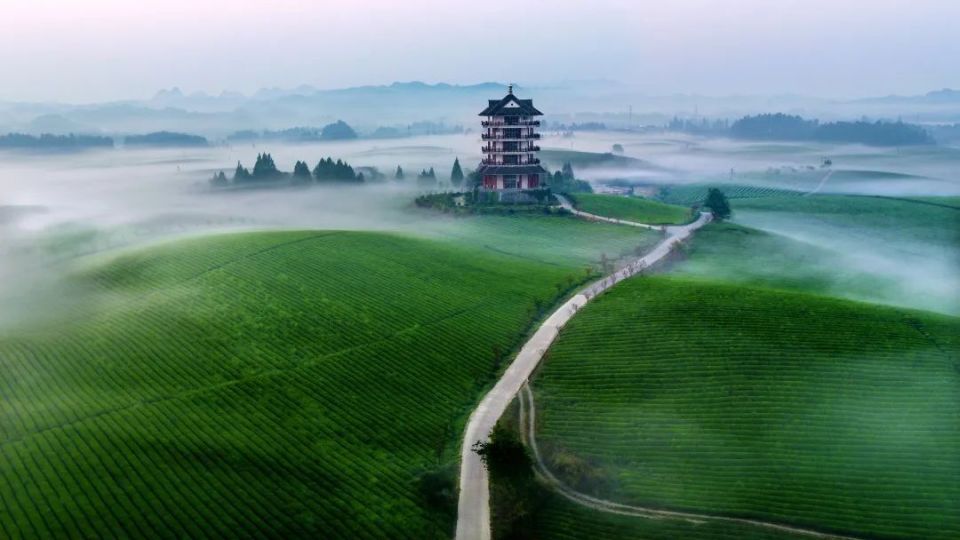 湄潭茶园 (周访华 / 摄)湄潭翠芽,都匀毛尖,雷山银球茶,绿宝石,正安