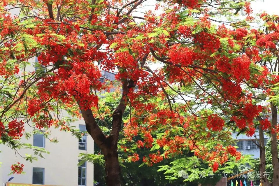 凤凰花的花期刚好处在毕业季,因此花语为离别,思念和火热的青春.