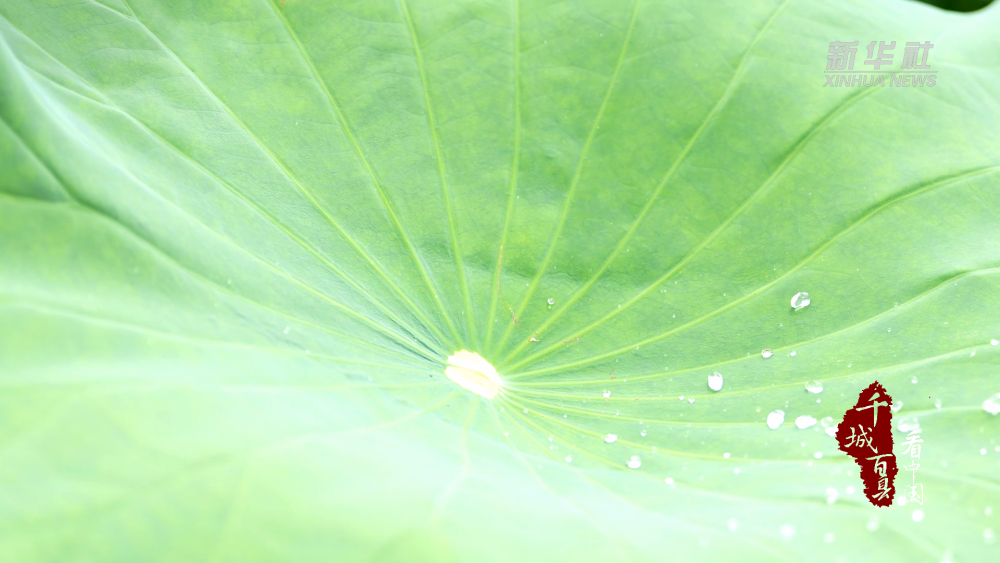 千城百县看中国|福建邵武:夏日荷花醉清池