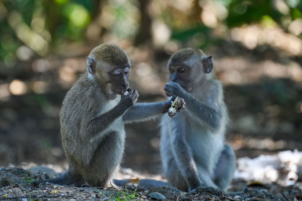 这是3月18日在印度尼西亚亚齐省拍摄的长尾猕猴.新华社/法新
