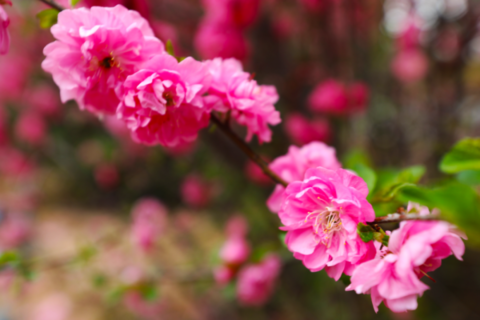 丁香丁香温柔淑静且适应性强管理比较粗放平时只要注意除草雨季防涝