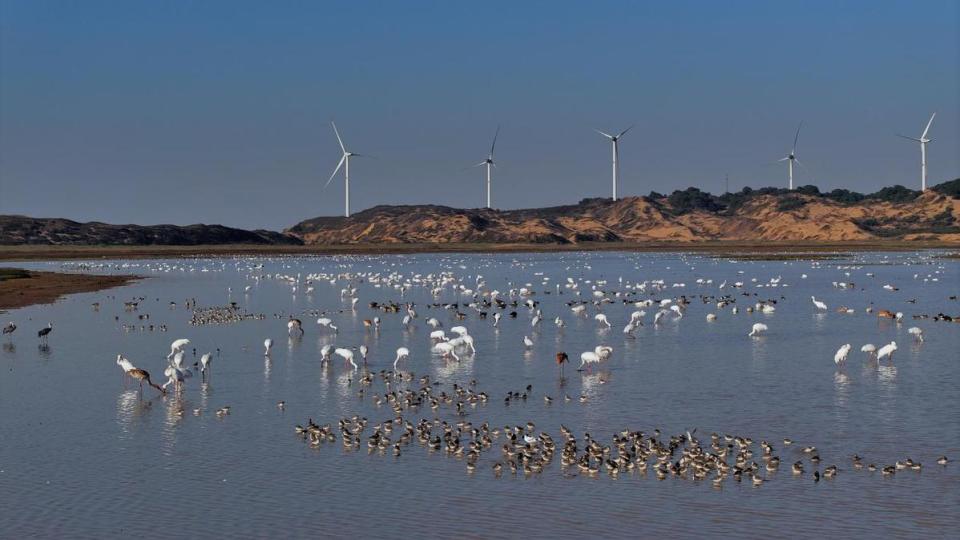 江西鄱阳湖湿地迎来候鸟越冬高峰_腾讯新闻