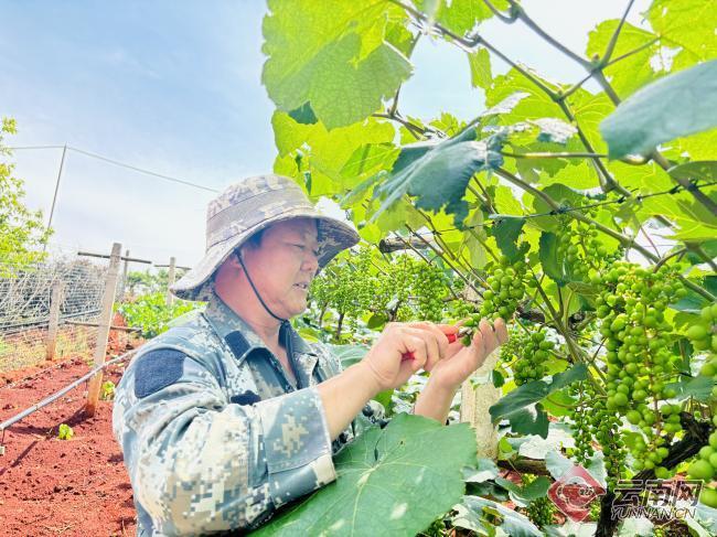 滇中新区上对龙社区孙勇:小葡萄种出甜蜜经济