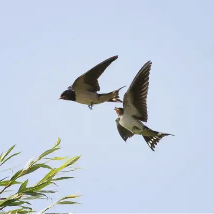 「作家新干线·散文」李关山|燕子归巢
