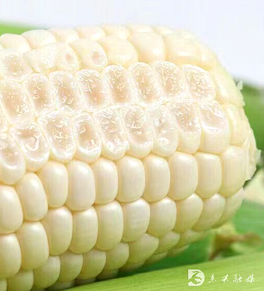 像水果一样生吃的鲜食玉米熟啦