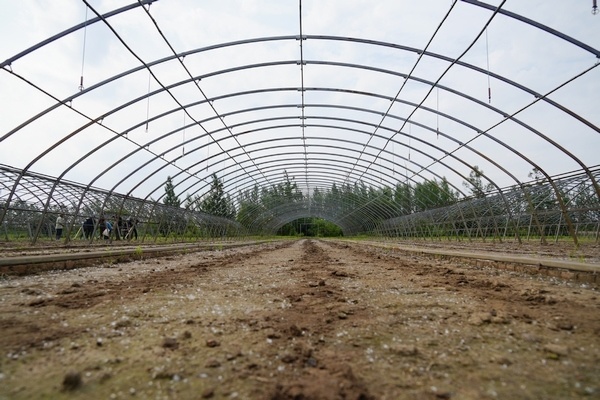 北大荒集团梧桐河农场开展大棚复种拓宽种植户增收渠道