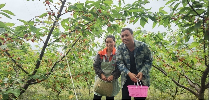 六枝特区牂牁镇半坡村樱桃成熟上市走俏市场
