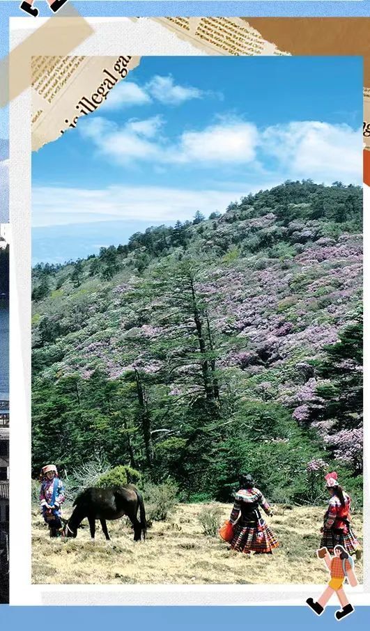打卡云南丨第105件小事:来大姚百草岭,赏烂漫杜鹃花海_腾讯新闻