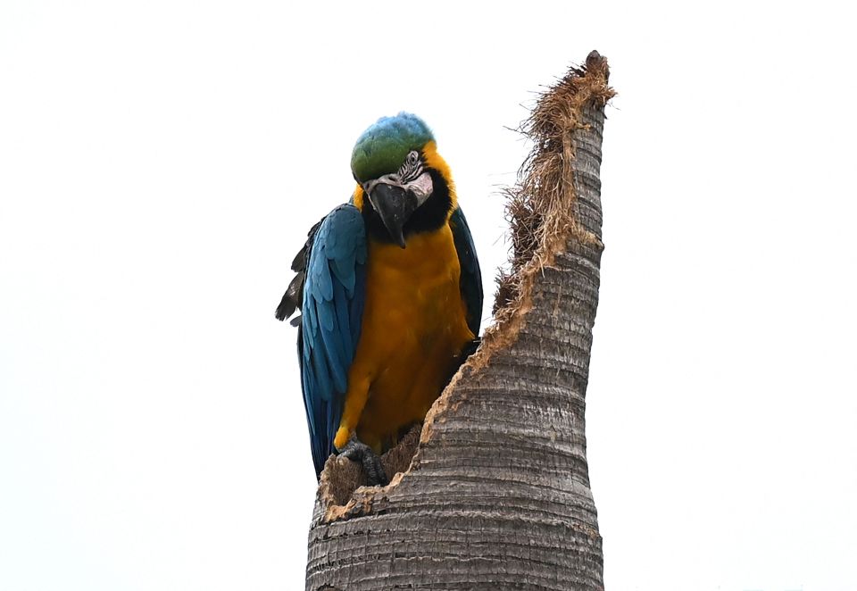 委内瑞拉首都的金刚鹦鹉