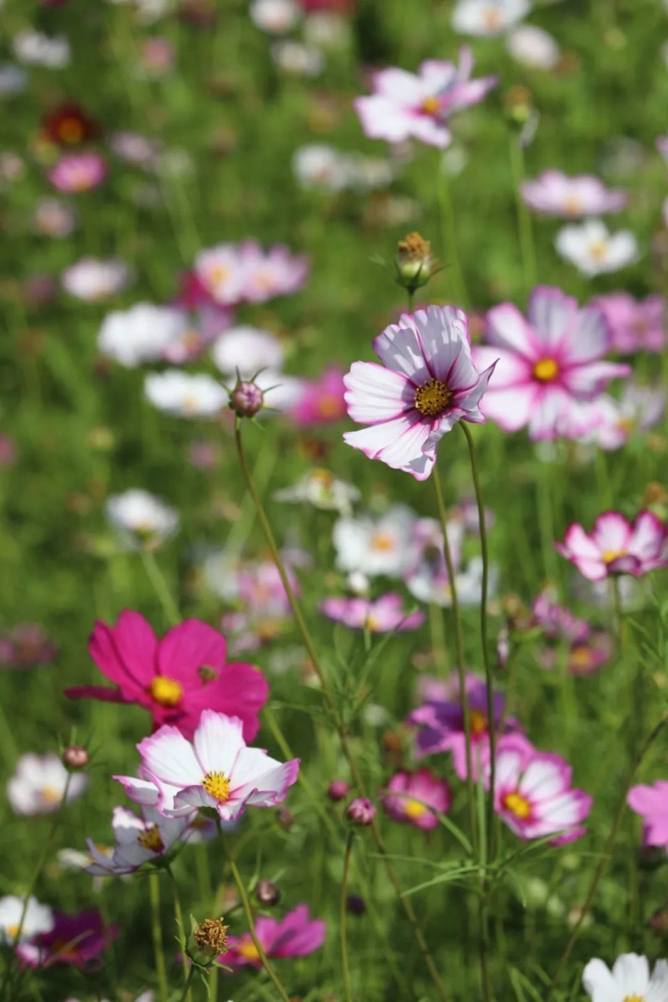明媚热烈~3000平方米格桑花海浪漫上线