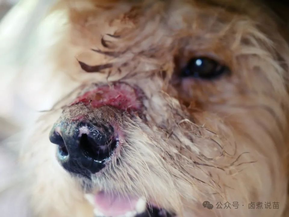 个人观点丨南阳儿童狂犬病死亡,三种可能但都无法确认