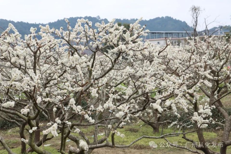 吕田桂峰村李花图片