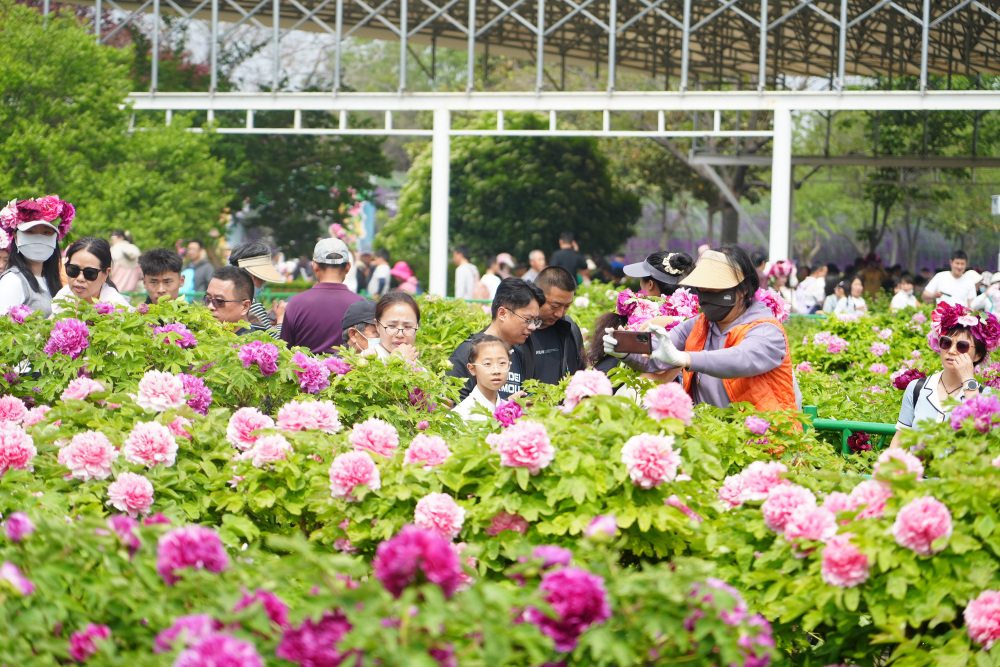 唯有牡丹真国色姹紫嫣红满城春菏泽市各大牡丹园迎来观花高峰