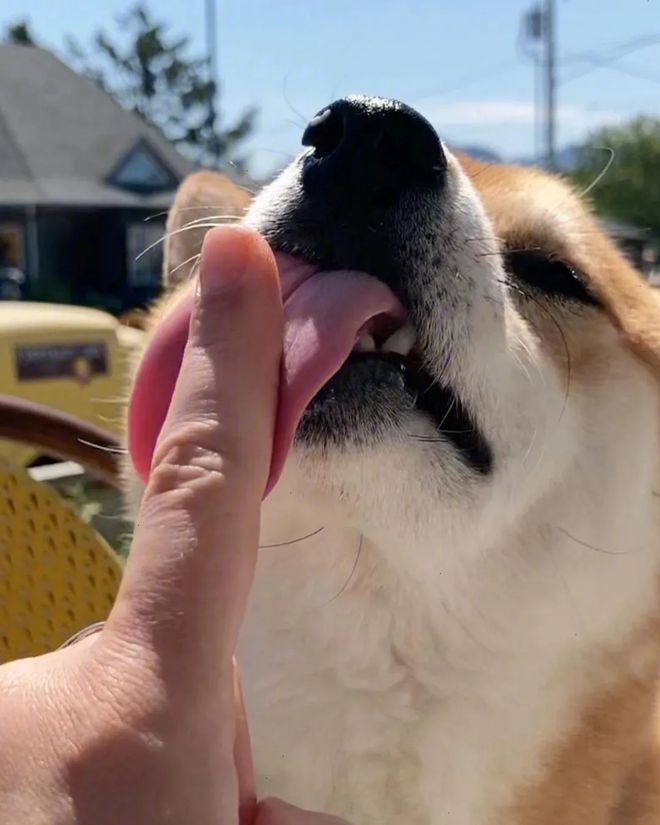 全网黑到成香饽饽,游戏界的舔狗凭什么俘获一亿玩家的心?