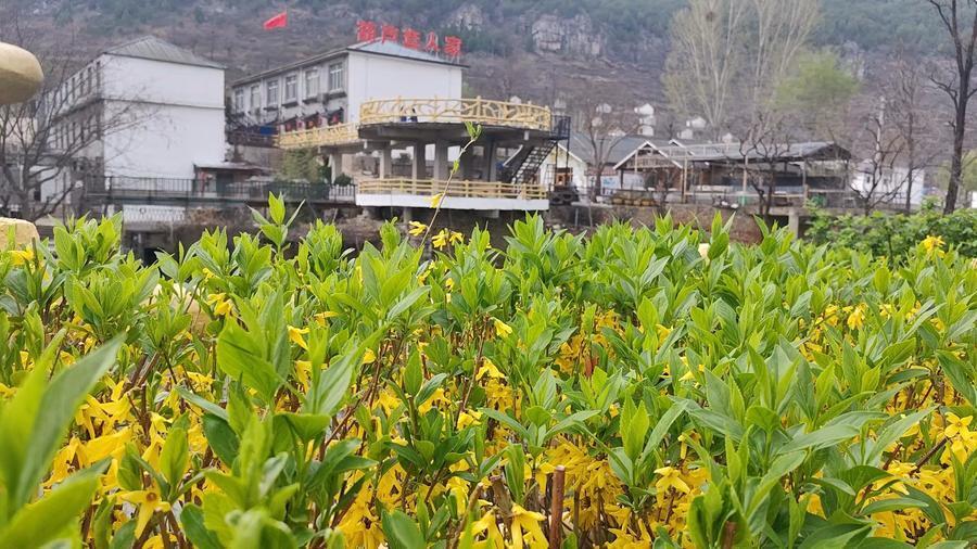 枣庄乡村振兴采风行山亭区徐庄镇农文旅融合发展鼓起百姓钱袋子