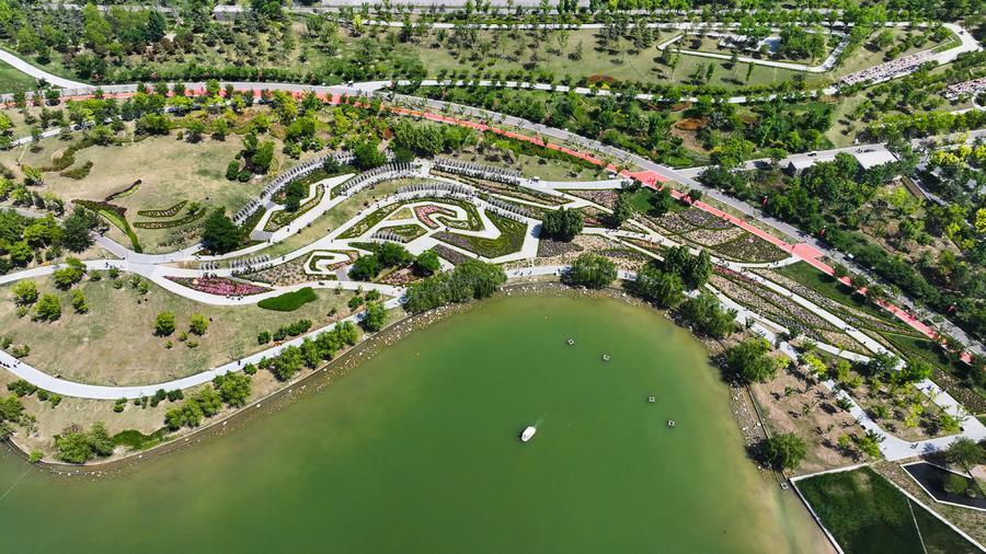 月季花海,济宁凤凰台植物公园"凤凰"飞(组图)