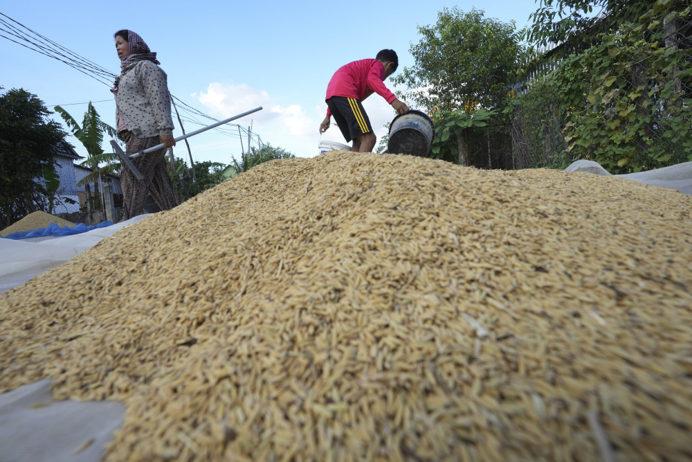 柬埔寨收获稻谷