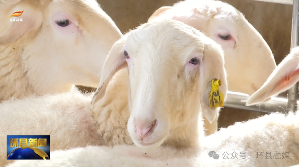 简讯: 环县通过人工授精技术授配湖羊基础母羊4698只_腾讯新闻