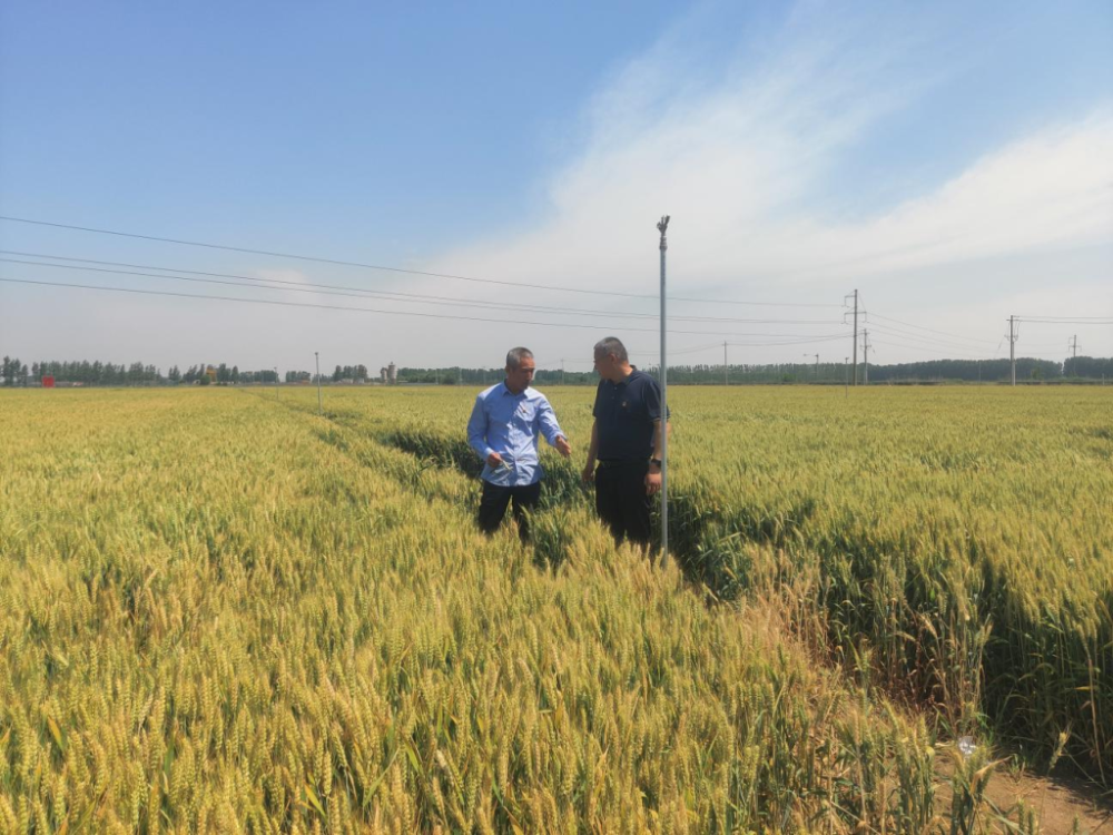 即墨蓝村:村校共联,开展农技专家培训,提升农业种植水平