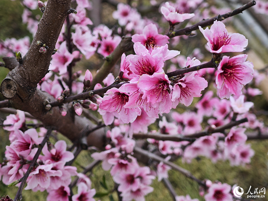 福建古田县举办桃花节美丽风景带来美丽经济