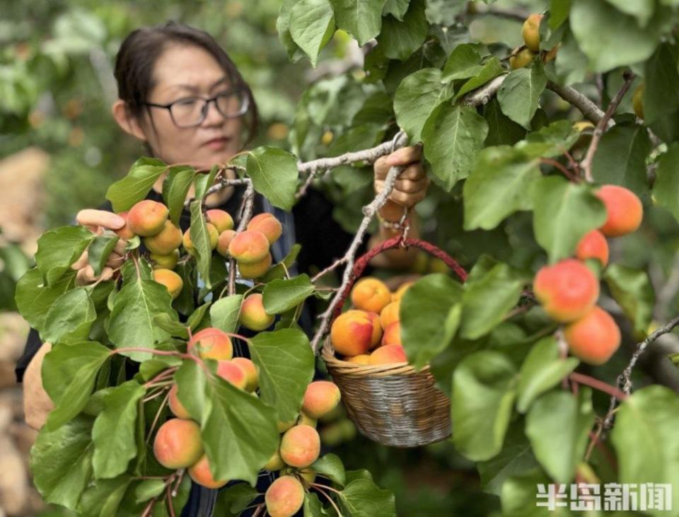 "杏"福采摘,甜蜜继续