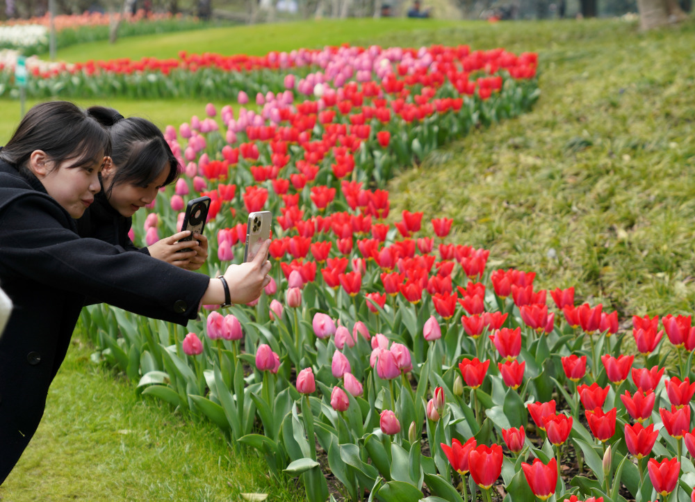 杭州郁金香花海引客来