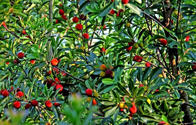 普定县马场镇:"小杨梅"带来"大收益" 群众共创"梅"好生活