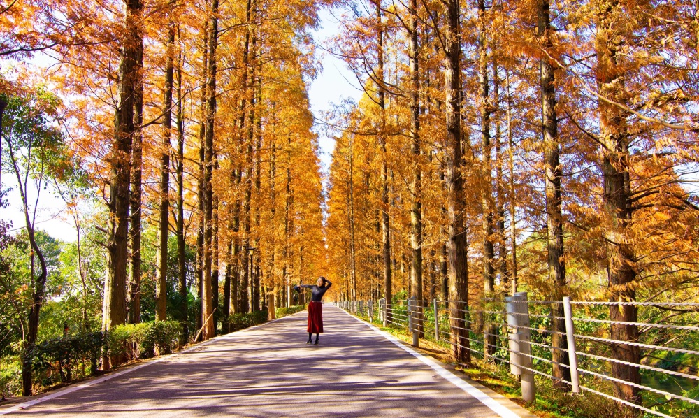 水杉大道留靓影
