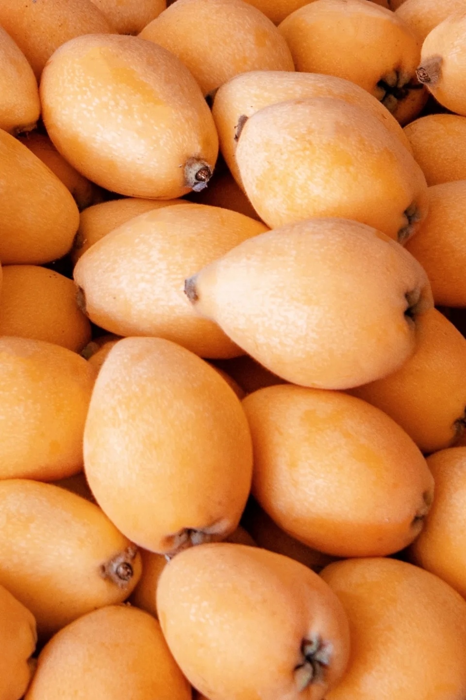 莆田枇杷的这些优点,你了解多少?