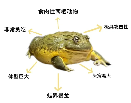 别再吃这些牛蛙了!比起寄生虫,更可怕的是这个问题!