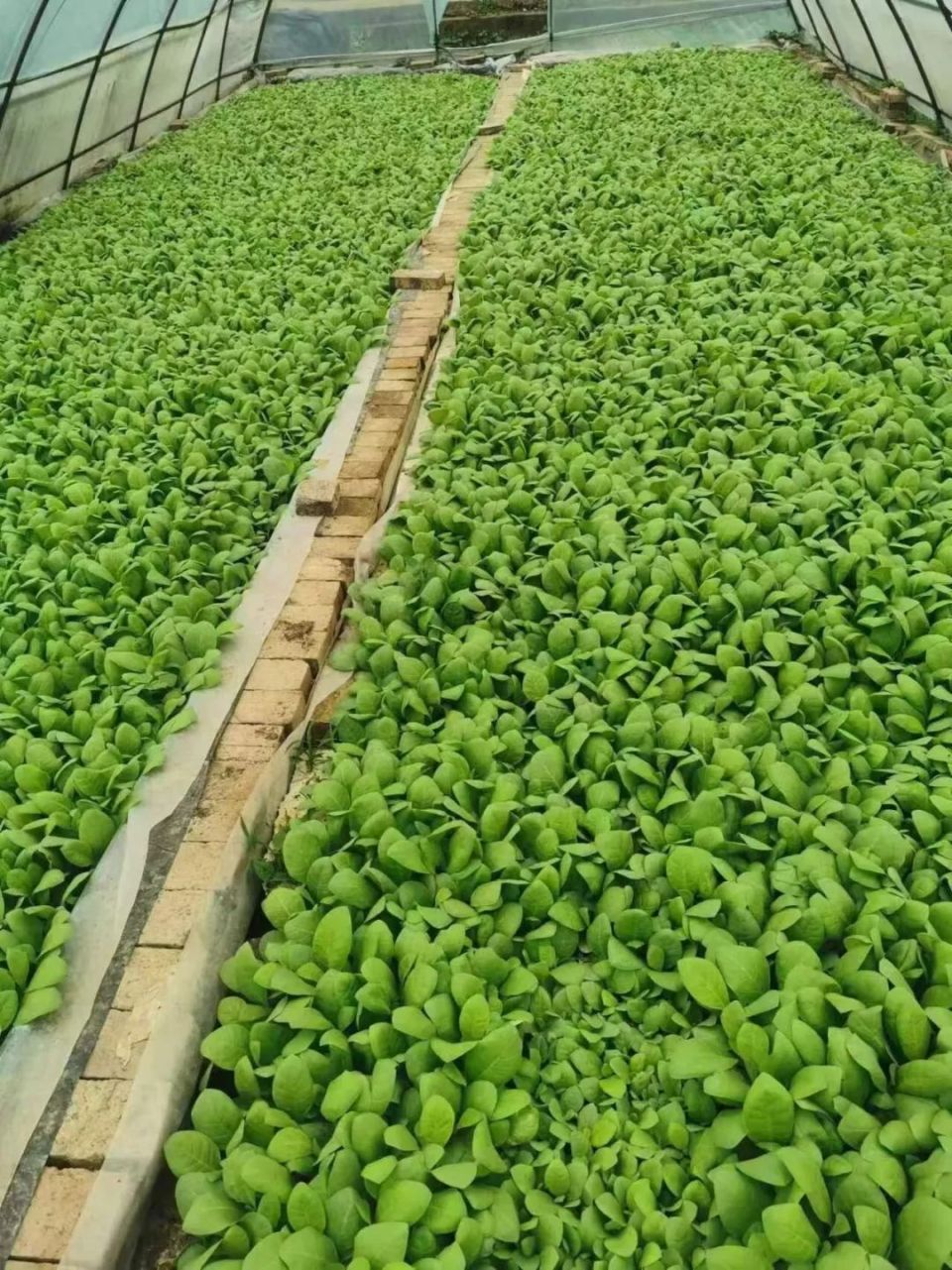 织金县白泥镇春耕赶时令烤烟移栽忙