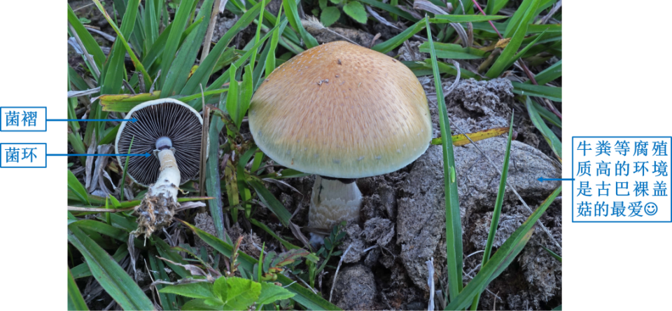 雨后疯长!柳州野蘑菇刷屏朋友圈,好多人吃上瘾!但要看准了