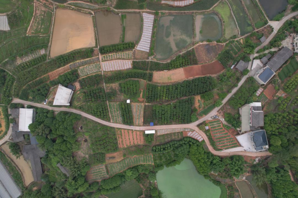 目前,古塘村种植嘉宝果树6500棵,共35亩,今年预计嘉宝果产量约4000斤