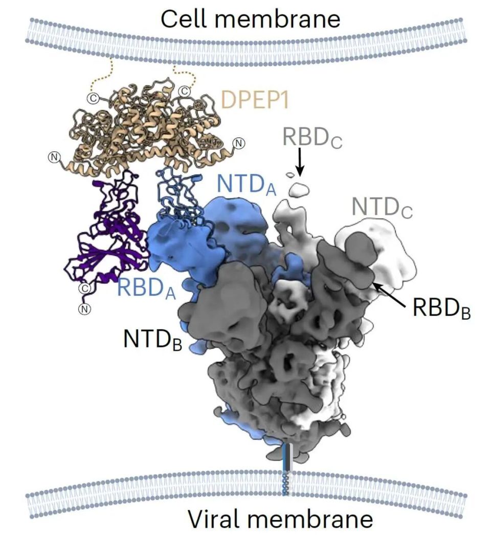 Nature microbiology |猪冠状病毒如何入侵细胞？DPEP1蛋白识别决定PHEV跨种传播与入侵效率_腾讯新闻