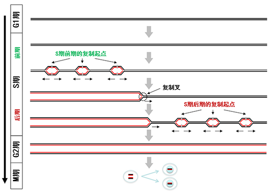 前所未见的DNA复制过程！《自然》：染色体关键错误的源头找到了_腾讯新闻