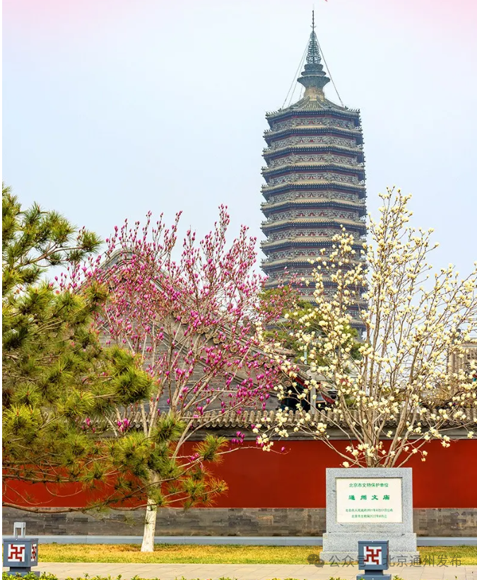 尺寸图,排版内容贴了满墙,燃灯塔及周边古建筑群和大运河森林公园两大