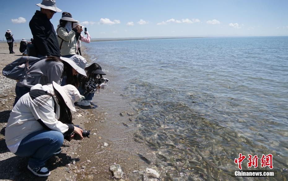 海北藏族自治州刚察县境内的青海湖圣泉湾景区观赏湟鱼洄游并拍摄记录