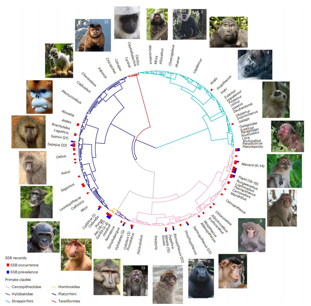 同性恋为何没有在进化中消失？Nature头条：同性性行为有助于灵长类生存和繁衍-腾讯新闻