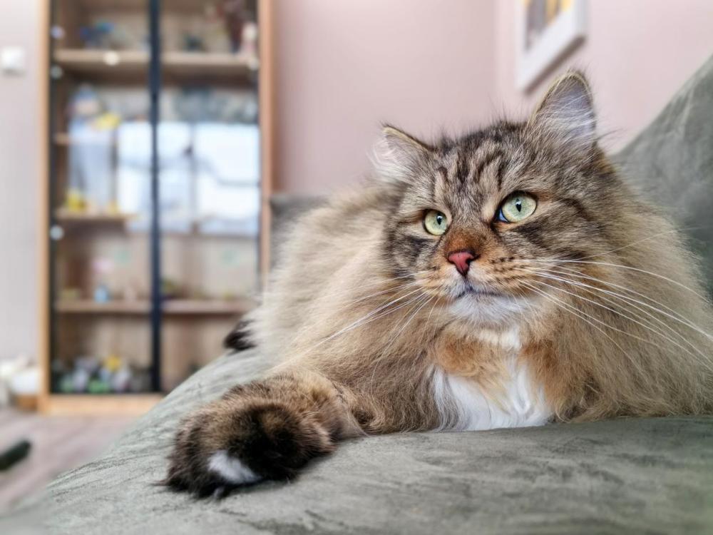 手机照相排行榜_什么品牌的手机拍照效果最好(2)